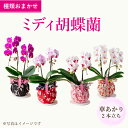 【ふるさと納税】ミディ胡蝶蘭 華あかり 2本立ち なかがわ