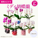 【ふるさと納税】定期便6回 ミディ胡蝶蘭 2本立 2ヶ月に1回 合計6種 ランダム なかがわ