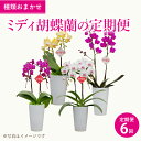 【ふるさと納税】【定期便6回】 ミディ胡蝶蘭の定期便 2ヶ月に1回お届け なかがわ
