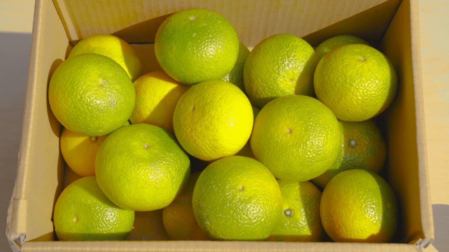 熊本県宇城市の画像3