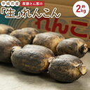 【ふるさと納税】 レンコン 斎藤さん家の「生」れんこん 約2kg (約2~3本 節数:8~10節) 泥付き 産地直送 蓮根 熊本県産 国産 九州 熊本県 宇城市 送料無料 株式会社 斎藤さん家 【2025年9月上旬~2026年3月上旬発送予定】