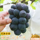 【ふるさと納税】先行受付 ぶどう ピオーネ 種なし ピオーネ 約1.2kg 約300g×4パック 清水果樹園 【2025年7月下旬から8月上旬発送予定】