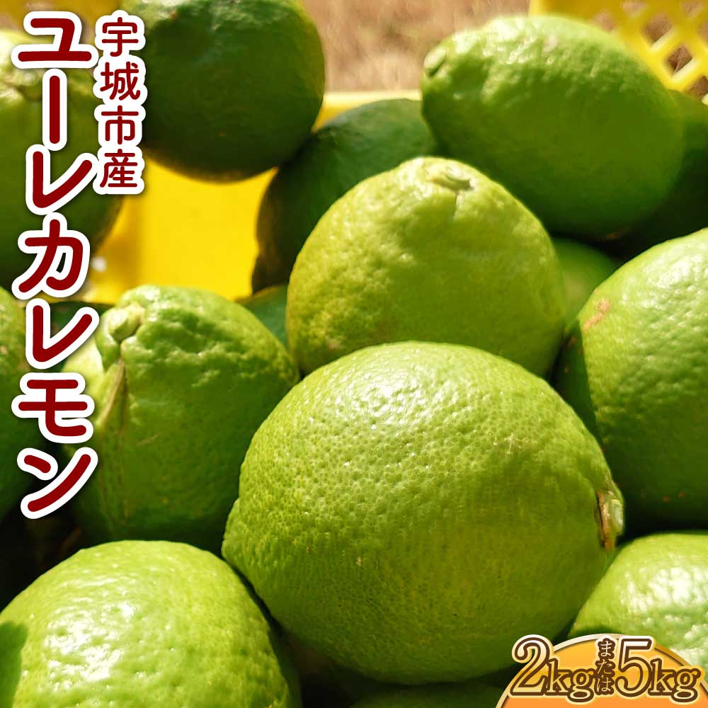 【ふるさと納税】先行受付 ユーレカレモン 選べる容量約2kg(20玉前後)または 約5kg(35玉前後) 清水果樹園 【2025年9月下旬から11月下旬発送予定】