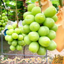 【ふるさと納税】先行受付 シャインマスカット 約1.2kg 選べる容量 (約300g×4パック)または 約2.4kg(約300g×8パック) 【2025年8月上...