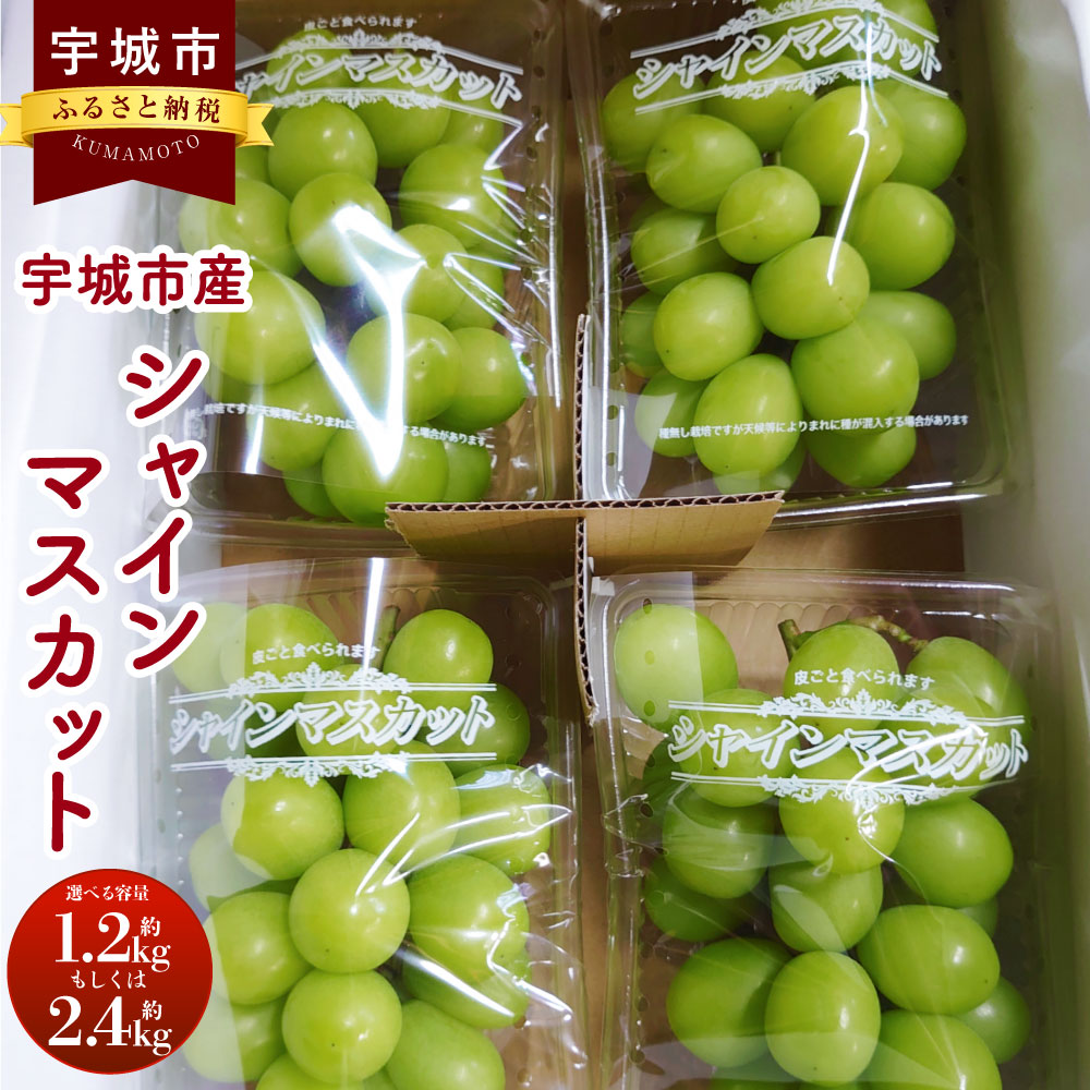 シャインマスカット 約1.2kg（約300g×4パック）または 約2.4kg（約300g×8パック） 清水果樹園 マスカット 種なし ブドウ ぶどう 葡萄 フルーツ 果物 くだもの 国産 九州 熊本県 宇城市 送料無料 【2024年8月上旬から8月下旬発送予定】