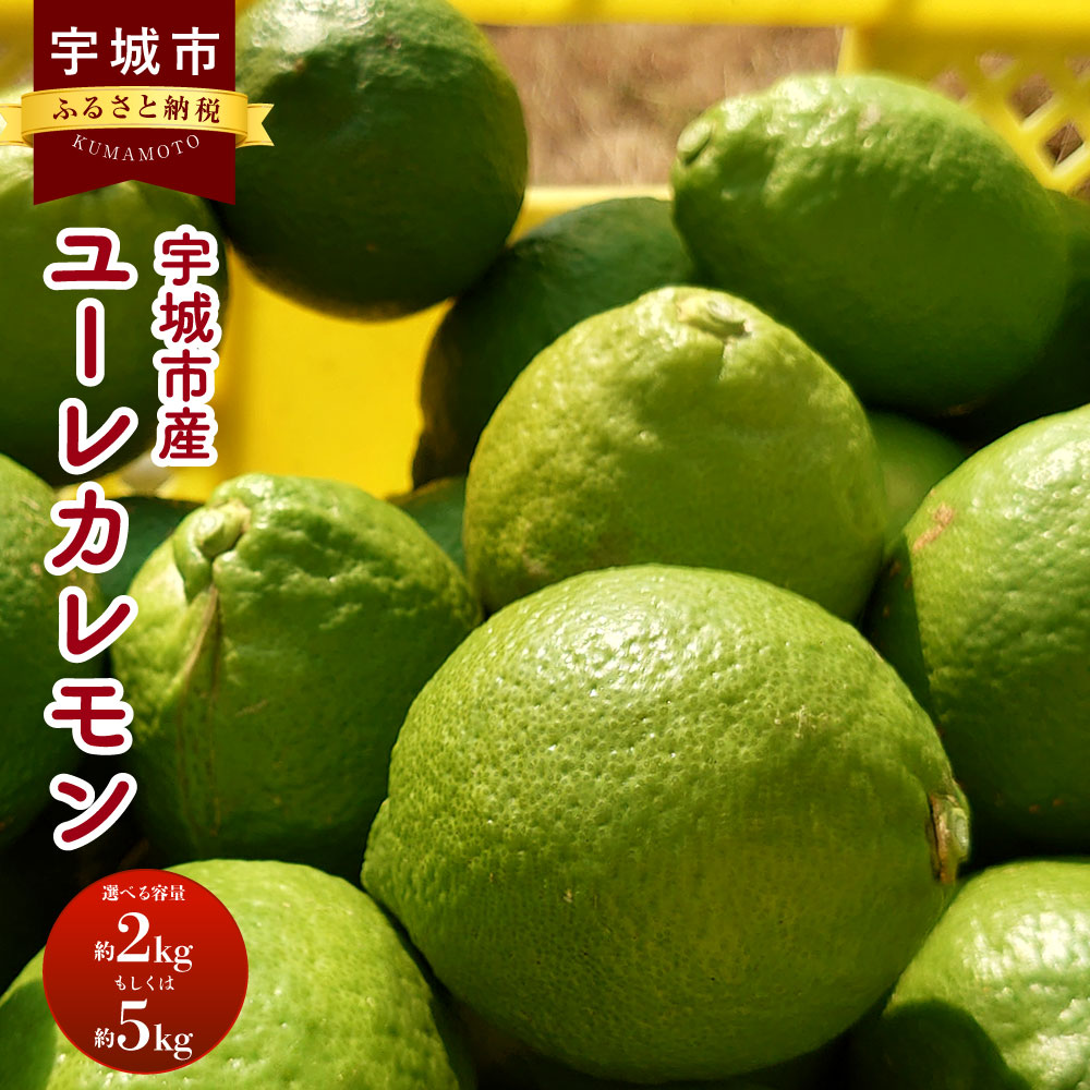 【ふるさと納税】【先行予約】ユーレカレモン 約2kg（20玉前後）または 約5kg（35玉前後） 清水果樹園 レモン れもん 檸檬 国産レモン ノーワックス 防腐剤不使用 柑橘 フルーツ 果物 くだもの 調味料 国産 九州 熊本県 宇城市 【2024年9月下旬から11月下旬発送予定】