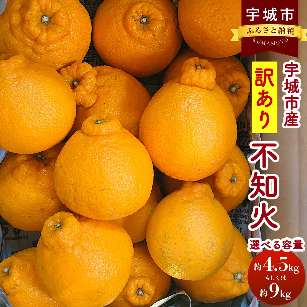 【先行予約】 訳あり 不知火 約4.5kg（15～20玉）または 約9kg（30～35玉） 清水果樹園 ご家庭用 しらぬい みかん 蜜柑 ミカン オレンジ 柑橘 果物 くだもの フルーツ 国産 九州 熊本県 宇城市 送料無料 【2025年3月上旬から3月下旬発送予定】