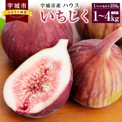 楽天ふるさと納税　【ふるさと納税】 宇城市産 ハウス イチジク 1~4kg 1パックあたり 250g いちじく 無花果 ハウスイチジク ハウスいちじく ハウス無花果 ハウス栽培 生 くだもの 果物 フルーツ 冷蔵 熊本県産 国産 送料無料 【7月下旬から8月下旬発送予定】