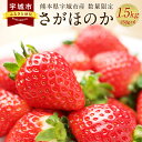 【ふるさと納税】数量限定 熊本県 宇城市産 さがほのか 250g×6パック いちご 合計1.5kg フルーツ 果物 送料無料
