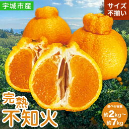 【ふるさと納税】 先行予約 完熟 不知火 【選べる内容量】(約2kg/約3kg/約5kg/約7kg) 【2026年2月上旬から3月下旬発送予定】 高橋果樹園 サイズ不揃い Mサイズ〜2Lサイズ しらぬい 柑橘 熊本県産 九州産 国産