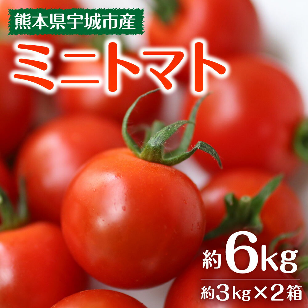 【ふるさと納税】ミニトマト 約3kg × 2箱 合計約6kg トマト プチトマト とまと 野菜 宇城市産 熊本県産 国産 送料無料