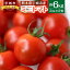 【ふるさと納税】ミニトマト 約6kg トマト プチトマト とまと 野菜 国産 九州産 熊本産 送料無料
