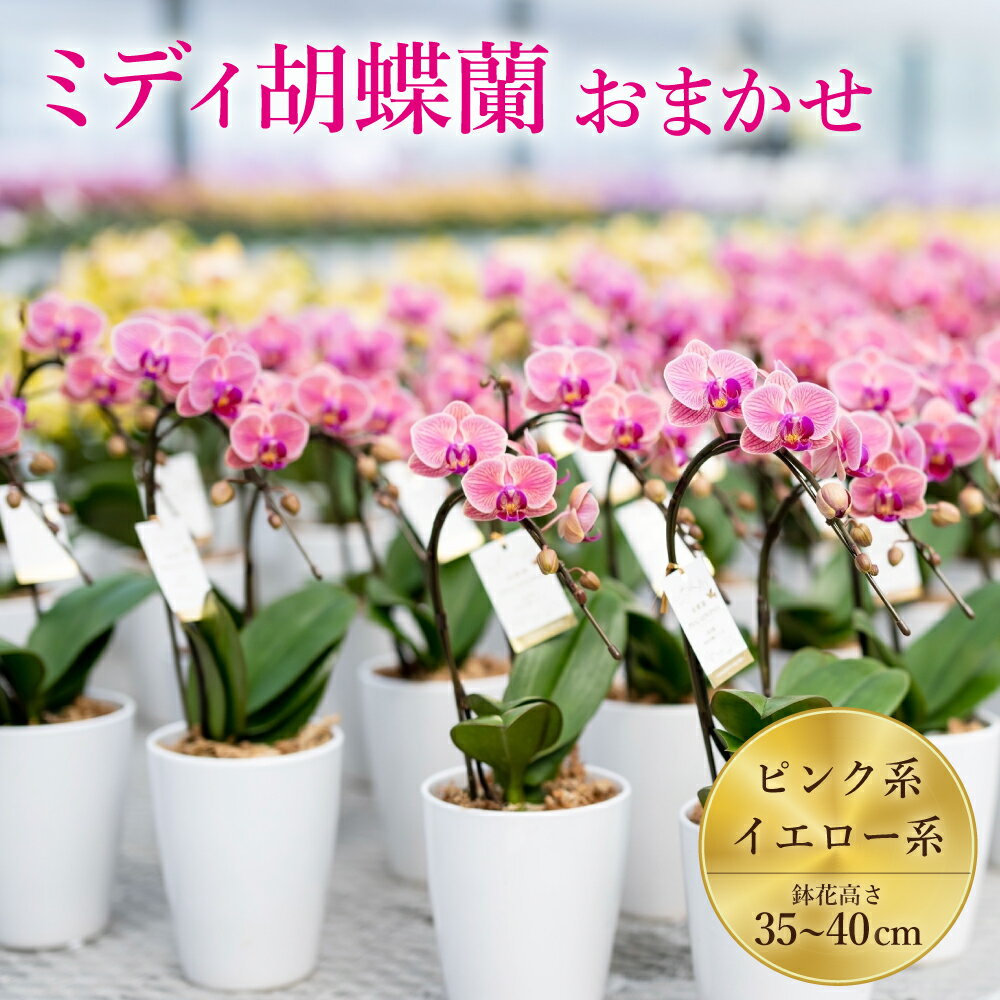 ミディ胡蝶蘭 おまかせ 35〜40鉢 4号 2本立ち ピンク系 イエロー系 胡蝶蘭 コチョウラン こちょうらん プレゼント ギフト 観賞用 蘭 らん ラン 植物 花 九州産 熊本県産 戸馳産 山本洋蘭