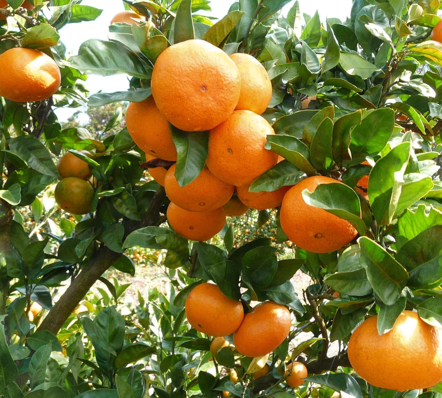 熊本県宇城市の画像3