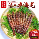 【ふるさと納税】【配送日必須】【先行予約】熊本県産 活き車海老 約270g〜1kg 8〜45尾程度 生きたまま 活き 車エビ 海老 えび エビ 海鮮 魚介類 新...