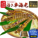 【ふるさと納税】【配送日必須】先行予約 熊本県産 活き車海老 約350g〜1kg 8〜34尾程度(大サイズ厳選品) 生きたまま 活き 車エビ 海老 えび エビ ...