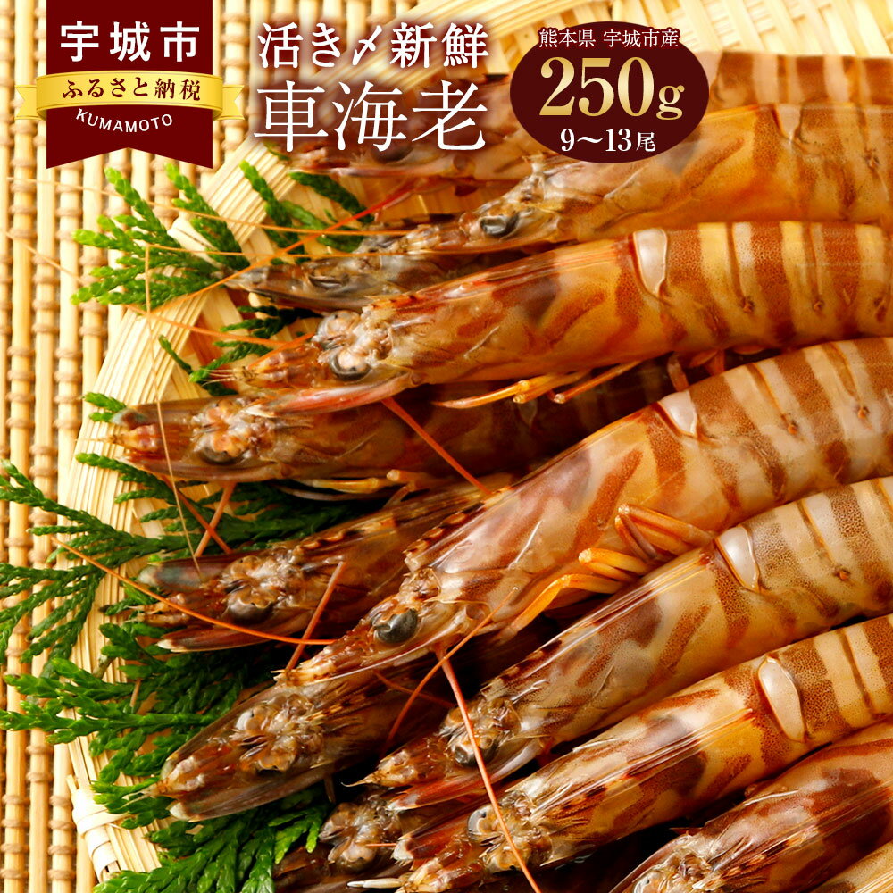 25位! 口コミ数「1件」評価「5」熊本県産 急速冷凍 車海老 250g(9〜13尾) 生食可 瞬間冷凍 真空パック 活き締め 車エビ 車えび 国産