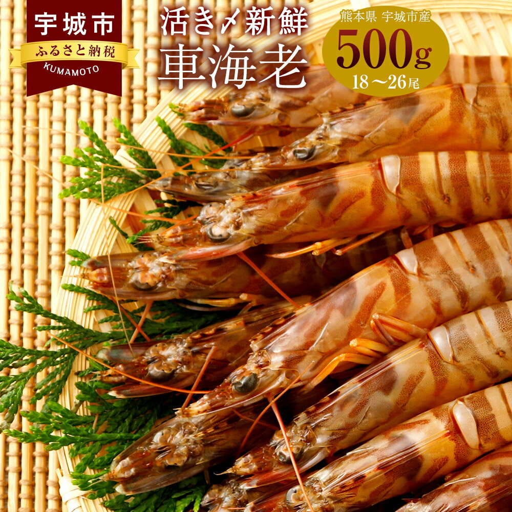 23位! 口コミ数「2件」評価「4.5」熊本県産 急速冷凍 車海老 500g(18〜26尾) 生食可 瞬間冷凍 真空パック 活き締め 車エビ 車えび 国産