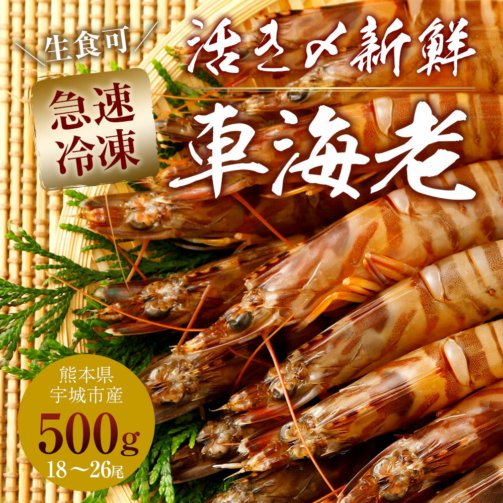 【ふるさと納税】熊本県産 急速冷凍 車海老 500g(18〜26尾) 生食可 瞬間冷凍 真空パック 活き締め 車エビ 車えび 国産