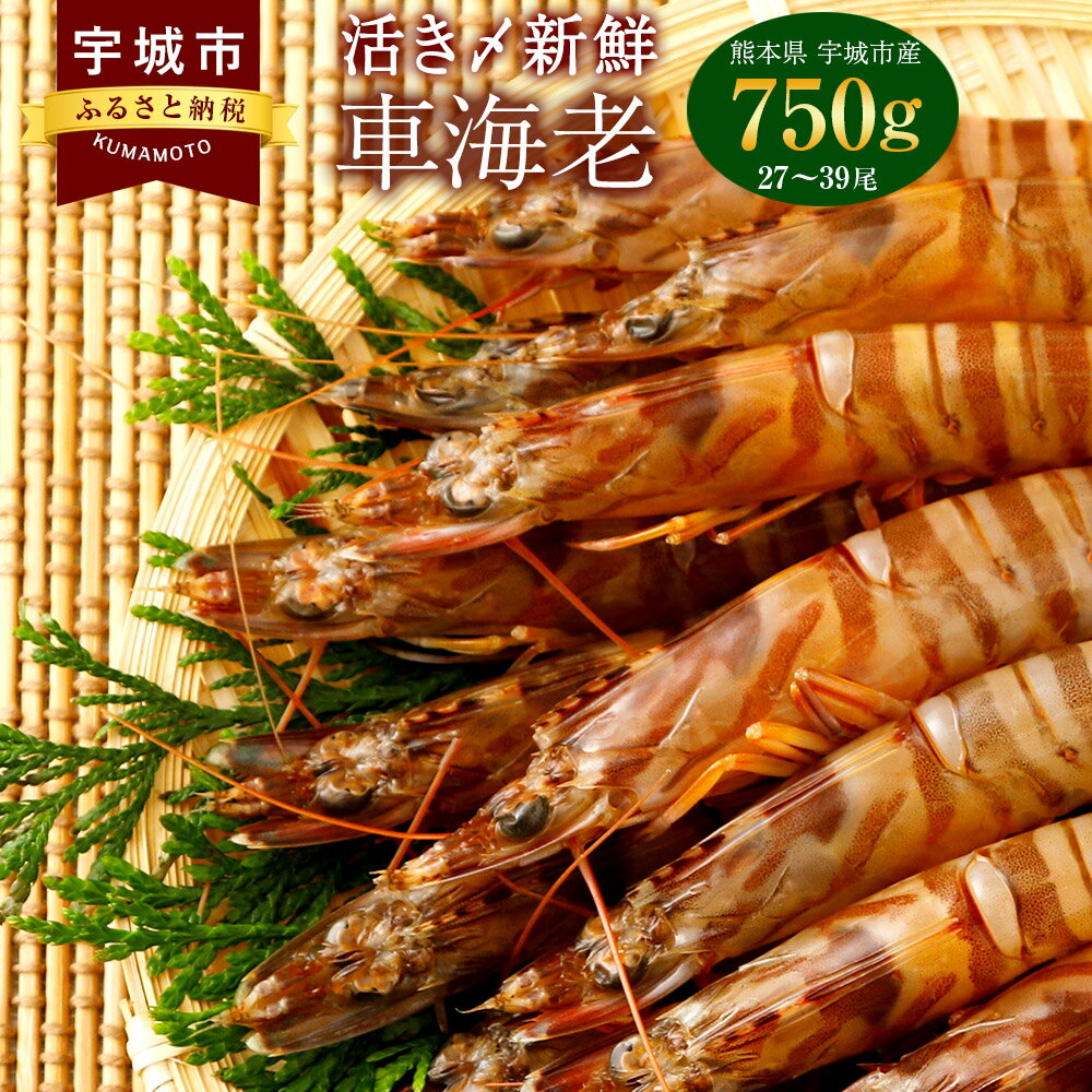 【ふるさと納税】熊本県産 急速冷凍 車海老 750g(27〜39尾) 生食可 瞬間冷凍 真空パック 活き締め 車エビ 車えび 国産