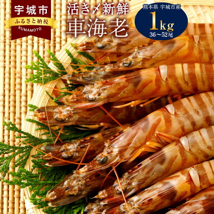 熊本県産 急速冷凍 車海老 1kg(36〜52尾) 生食可 瞬間冷凍 真空パック 活き締め 1000g 車エビ 車えび 国産