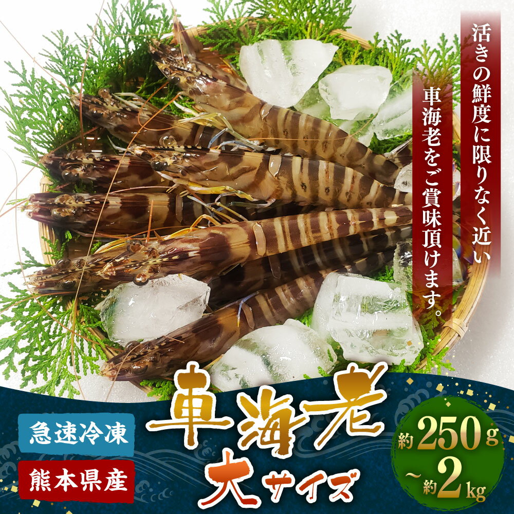 【ふるさと納税】特殊冷凍 車海老 250g×1～8パック 計約250g～2000g (大サイズ) えび エビ 急速冷凍 海鮮 魚介類 海産物 シーフード 海の幸 クルマエビ 熊本県産 熊本県 宇城市 送料無料