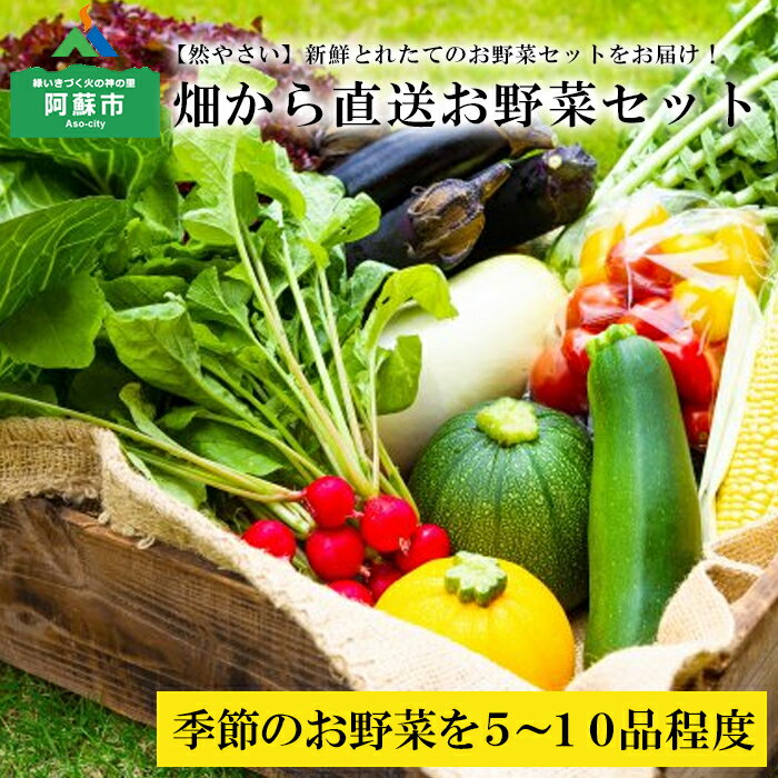 【ふるさと納税】熊本県阿蘇市 阿蘇の高原 旬 季節のお野菜セット 減農薬 無農薬 Mサイズ 産地直送