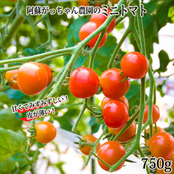 【ふるさと納税】熊本県阿蘇市 阿蘇がっちゃん農園 ミニトマト キャロルクイーン 750g（150g×5袋）小分けでお届け とれたて 産地直送 お取り寄せ まとめ買い 甘い みずみずしい 夏野菜のサムネイル