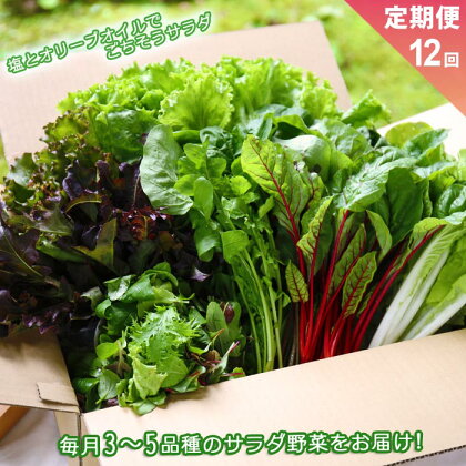 お野菜セット サラダ野菜セットの定期便 12ヶ月 毎月1回 お届け 新鮮 阿蘇谷 採れたて 産地直送 3～5品種 フレッシュ 健康 美味しい 瑞々しい 熊本県 阿蘇市