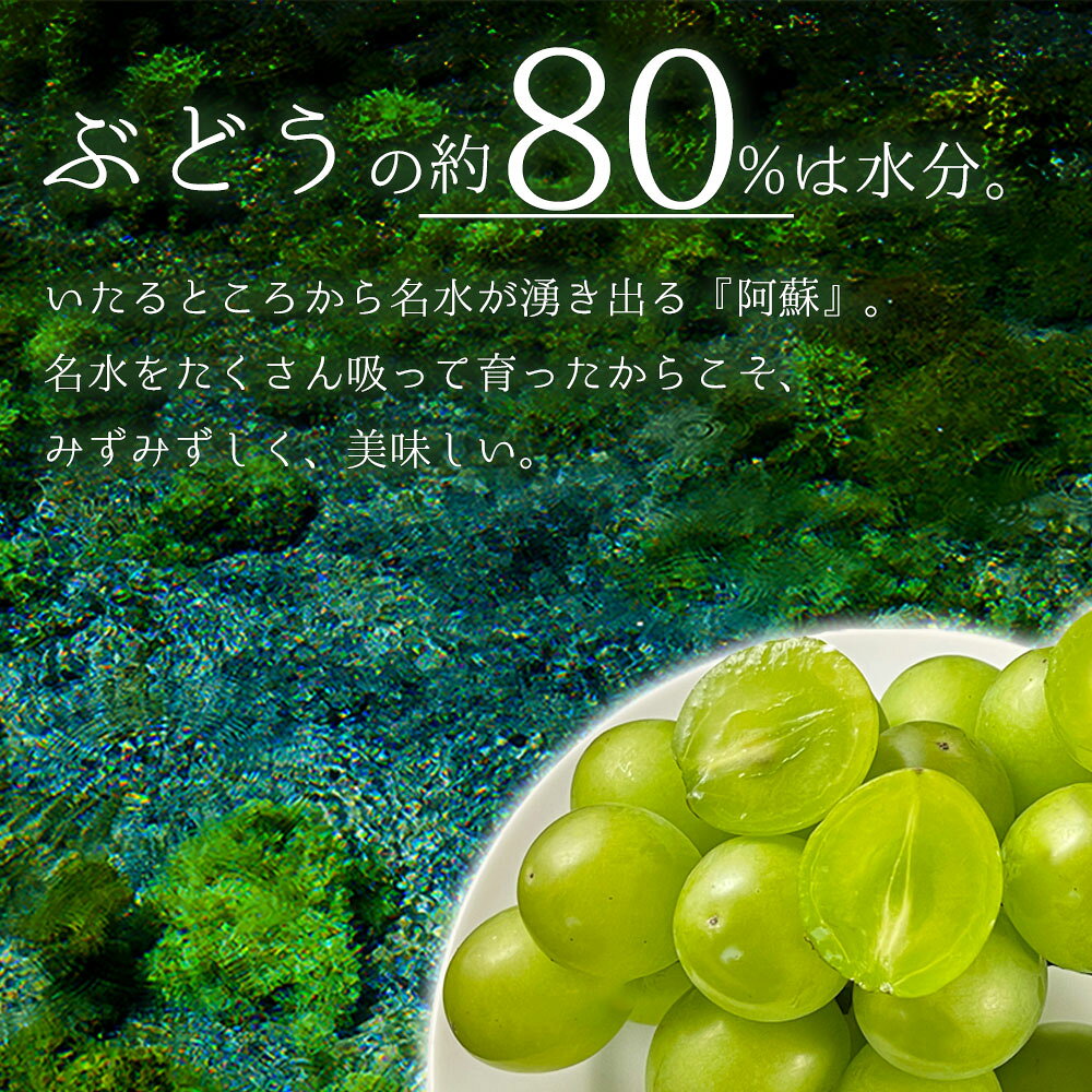 【ふるさと納税】 シャインマスカット 後藤農園 約700g～約1.6kg ぶどう 葡萄 ブドウ 1~2房 希少 新鮮 期間限定 皮ごとブドウ お取り寄せ おやつ 美味しい ジューシー みずみずしい 甘い サクサク 高級 豪華 熊本県阿蘇市 f432148-aso-10001132 熊本県阿蘇市 サンプル画像3