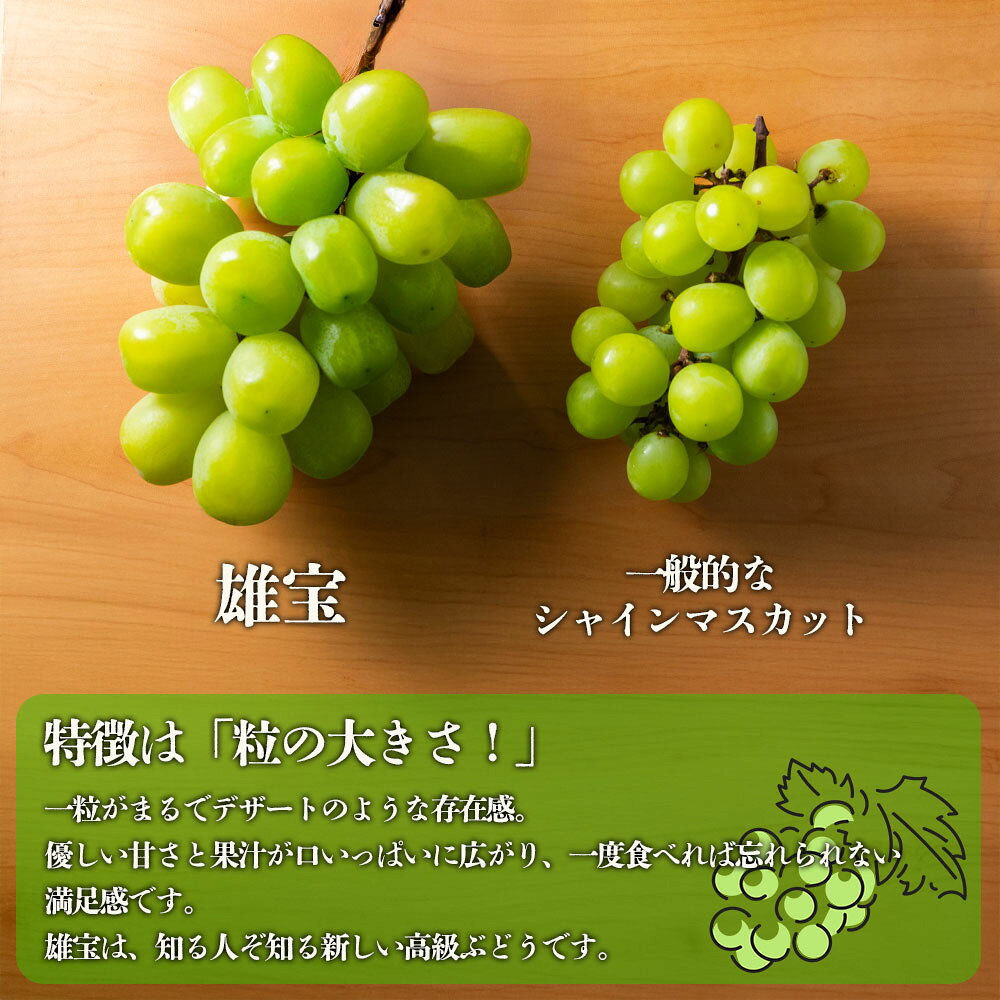 【ふるさと納税】【予約】ぶどう マスカット 雄宝 1房 約800g 超希少 葡萄 果物 くだもの フルーツ 秋 秋の味覚 新鮮 期間限定 皮ごと ブドウ お取り寄せ 産地直送 甘い ジューシー 美味しい みずみずしい 瑞々しい サクサク 熊本県 阿蘇市 f432148-aso-10001146 熊本県阿蘇市 サンプル画像3