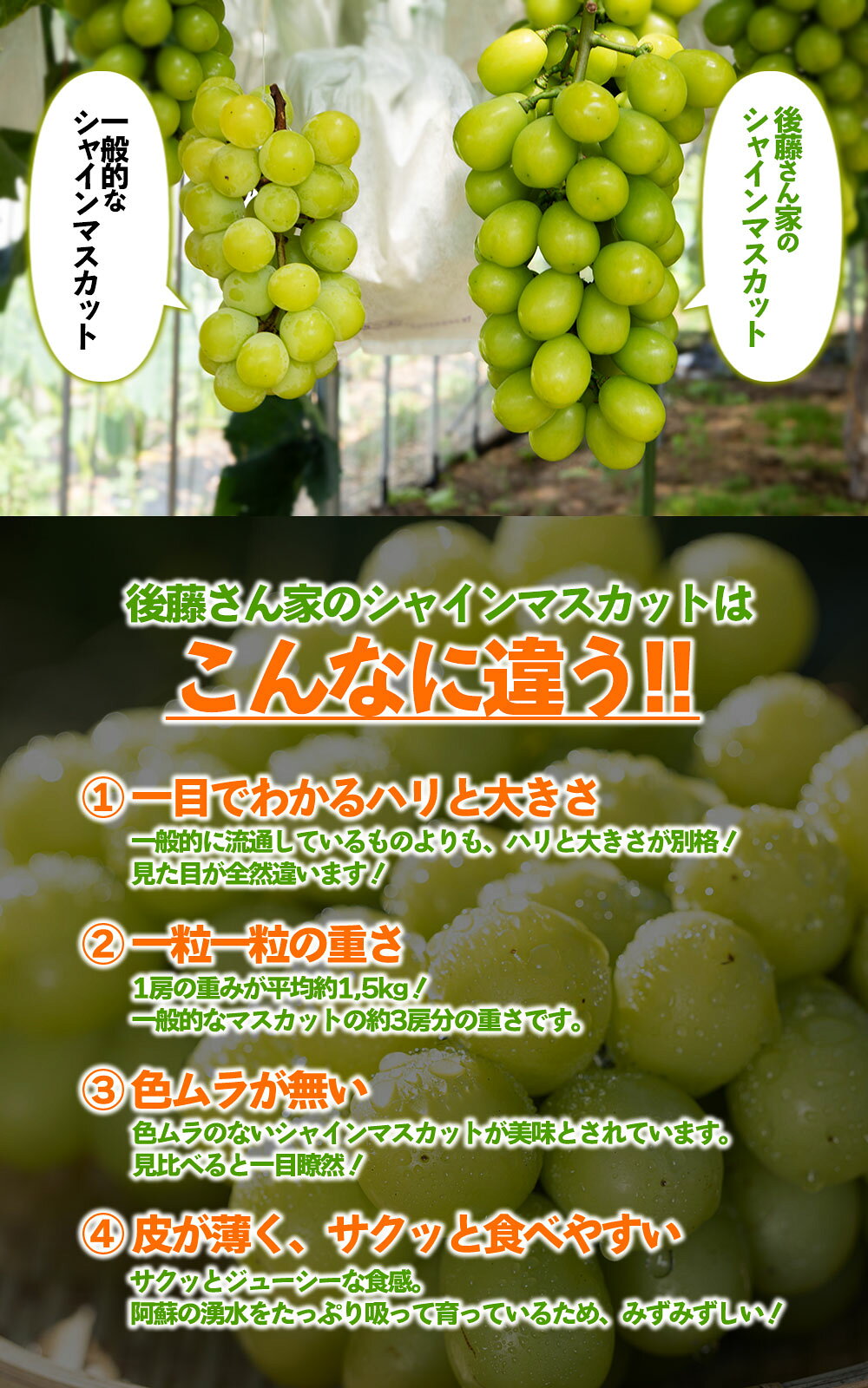 【ふるさと納税】【予約】シャインマスカット 希少品種 雄宝 ぶどう 食べ比べ 後藤ぶどう園 希少 ぶどう旬 新鮮 期間限定 皮ごと ブドウお取り寄せ 熊本県 阿蘇市 f432148-aso-10001148 熊本県阿蘇市 サンプル画像2