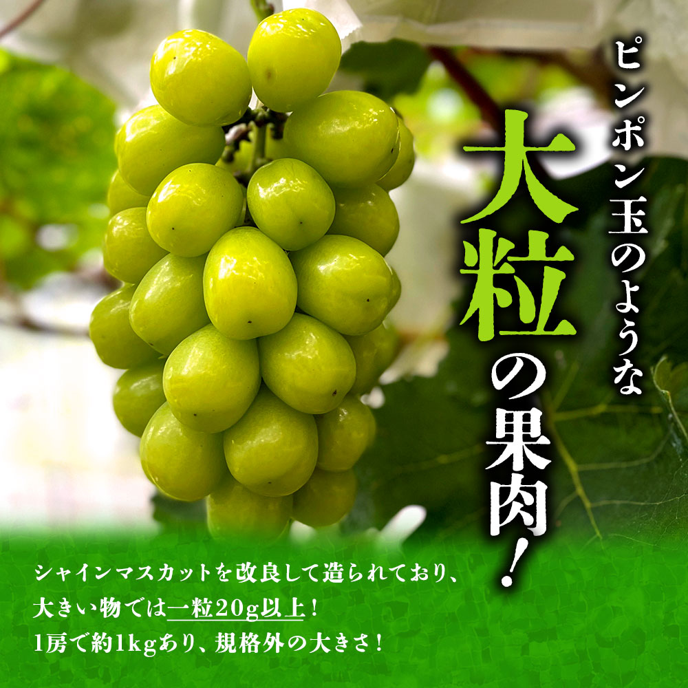 【ふるさと納税】【予約】シャインマスカット 希少品種 雄宝 ぶどう 食べ比べ 後藤ぶどう園 希少 ぶどう旬 新鮮 期間限定 皮ごと ブドウお取り寄せ 熊本県 阿蘇市 f432148-aso-10001148 熊本県阿蘇市 サンプル画像3
