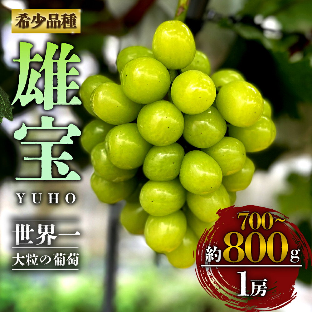 【ふるさと納税】【予約】ぶどう マスカット 雄宝 1房 約800g 超希少 葡萄 果物 くだもの フルーツ 秋 秋の味覚 新鮮 期間限定 皮ごと ブドウ お取り寄せ 産地直送 甘い ジューシー 美味しい みずみずしい 瑞々しい サクサク 熊本県 阿蘇市