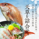 【ふるさと納税】【着日指定】 魚介 セット 約 2kg 〜 3kg タイ アジ スズキ 鮮魚 海鮮 詰め合わせ 海の幸 旬 冷蔵 鮮度抜群 産地直送 魁光丸 船長 厳選 九州 熊本県 天草産 食べ物 食品 お取り寄せ 送料無料 3