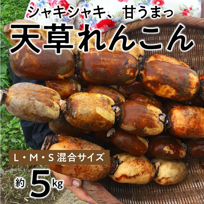 【ふるさと納税】【着日指定】 れんこん 約5kg S M L サイズ混合 国産 野菜 シャキシャキ 甘い ミネラル 天草れんこん 手作業 赤土 除草剤不使用 食品 お取り寄せ お取り寄せ野菜 食べ物 冷蔵 熊本 天草 九州 送料無料〈先行受付〉