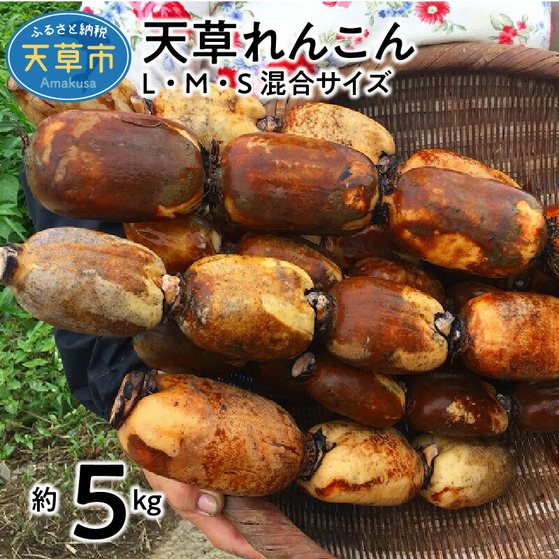 15位! 口コミ数「1件」評価「5」【着日指定】 れんこん 約5kg S M L サイズ混合 国産 野菜 シャキシャキ 甘い ミネラル 天草れんこん 手作業 赤土 除草剤不使用･･･ 