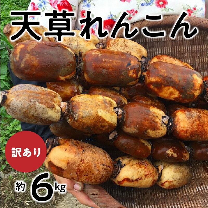 【ふるさと納税】【訳あり】天草 れんこん 6kg サイズ混合 シャキシャキ 歯切れ 深い味わい 美味しい 粘土質土壌 除草剤不使用 手作業 食品 食べ物 野菜 冷蔵 熊本県 天草市 高浜ロータスガーデン お取り寄せ 送料無料〈先行受付〉