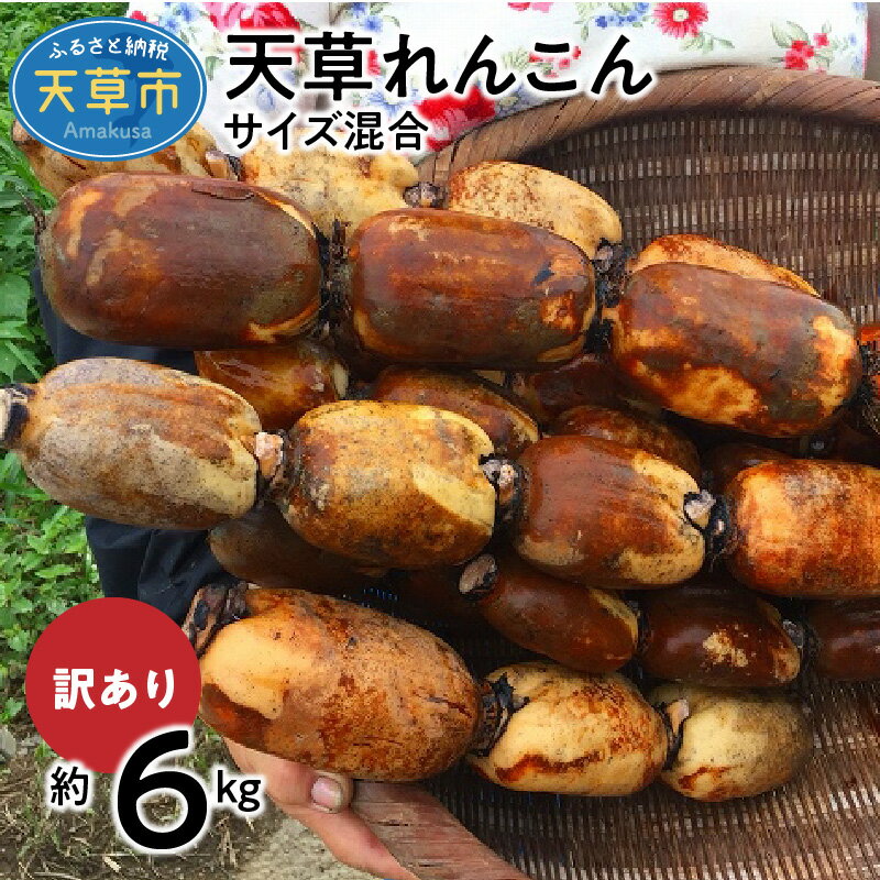 【ふるさと納税】訳あり れんこん 約6kg サイズ混合 手作業 シャキシャキ 歯切れ 国産 野菜 詰め合わせ 赤土 熊本 天草れんこん 除草剤不使用 食品 お取り寄せ お取り寄せ野菜 食べ物 冷蔵 送料無料