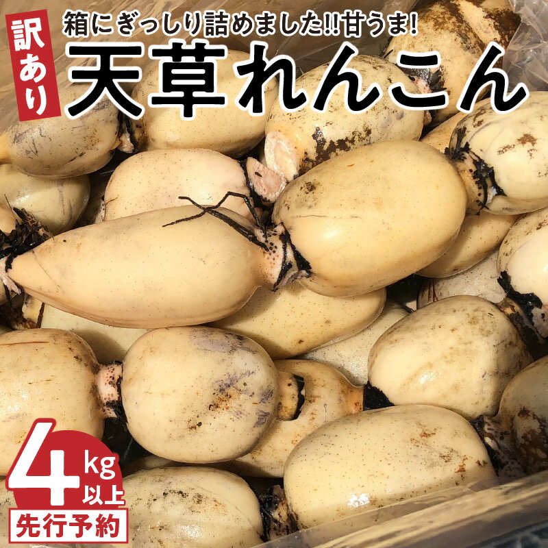 特産品説明 名称 【ふるさと納税】【訳あり品】箱にぎっしり詰めました！！甘うま！天草レンコン 4キロ以上〈先行受付〉 内容量 レンコン 4kg12節程度 アレルギー 特定原材料8品目は使用していません 特定原材料に準ずる20品目は使用していません 賞味期限 出荷日より一週間程度　冷蔵庫にて 配送温度帯 冷蔵 保存方法 要冷蔵 説明 箱にぎっしり訳ありレンコン ▼自己紹介 熊本県の西に位置する天草市に移住。夫婦でレンコンを栽培しています。 ▼返礼品概要 サイズが不揃いのものや小ぶりのもの、食べても問題はないけど多少、傷があるものになります。 ▼品種・味の特徴・食べ方 昔ながらの小ぶりで節が多い品種で栄養素が豊富で、そのままスライスしてさっと揚げた蓮根チップスは素材のうまみがダイレクトに感じれる調理方法です。 ▼数量、分量の目安 サイズはミックスで4キロを用意しています。 ▼栽培/生産方法、こだわり 有機肥料にて、栽培期間中、除草剤不使用で栽培しています。水は山からの渓流水を使用し、粘土質の土壌でゆっくり育つレンコンを1本1本水圧ポンプを使い手作業で収穫しています。通常行う、カラ刈り（表面の赤渋を抜くために葉を倒し、レンコンの呼吸を止めて白くする作業）をせず、レンコンそのものの自然な形で皮や節に一番栄養があるために一番いい状態で出荷します。 ▼おすすめの調理法 揚げ物や炒め物 注意事項 ※天候により収穫できない日があります。 ※画像はイメージです。 ※配送日の指定はできません。 ※期間限定の返礼品は、配送時期を必ずご確認ください。 ※天候や自然災害、交通状況などの影響により、配送が遅れる場合があります。 ※ご寄附者様の都合により返礼品を受け取れなかった場合、または受け取りまでに時間がかかった場合は、再配送は致しかねます。 ※長期でのご不在や、ご住所の変更は、配送予定日の3週間前までにご連絡ください。 (配送予定日近くのご連絡は対応ができない場合があり、転送料金をご負担いただきます。予めご了承ください。) ※複数個同日お申し込みの場合でも、同時にお届けができない場合があります。 ※出荷準備に入りますと住所の変更は出来かねる場合がございます。お早めにご連絡ください。 ※送り状記載のお届け先から転送先までの送料を着払いにてご負担いただきます。予めご了承ください。 転送される場合、直接配送業者へご連絡ください。 生産地 熊本県天草市 配送期日 2024年6月下旬～2025年1月下旬まで 配送不可日 12/29～1/5 提供事業者 高浜ロータスガーデン ・ふるさと納税よくある質問はこちら・寄付申込みのキャンセル、返礼品の変更・返品はできません。あらかじめご了承ください。地場産品基準：1号 市内で生産された蓮根であるため【ふるさと納税】【訳あり品】箱にぎっしり詰めました！！甘うま！天草レンコン 4キロ以上〈先行受付〉 入金確認後、注文内容確認画面の【注文者情報】に記載のご住所へ、3週間程度で発送いたします。（返信封筒あり・切手不要）