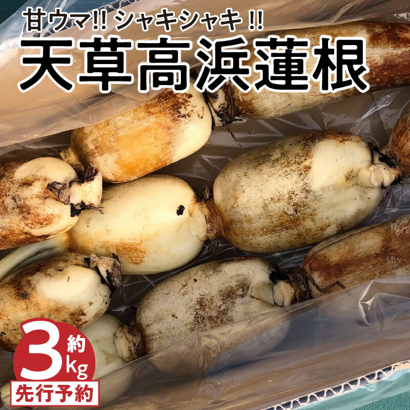 先行受付 高浜蓮根 天草産 甘ウマ 10節 程度 約 3キロ 小ぶり シャキシャキ 国産 食品 食材 野菜 根菜 レンコン 料理 チップス 揚げ物 炒め物 煮物 きんぴら 高浜ロータスガーデン 熊本県 天草市 お取り寄せ 送料無料