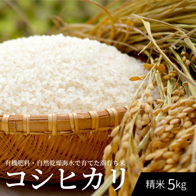 新米 令和5年産 コシヒカリ 5kg 精米 単一原料米 潮育ち米 白米 ごはん おにぎり 米作り 熊本県 天草 お取り寄せ 食品 九州 故郷の味 常温 送料無料