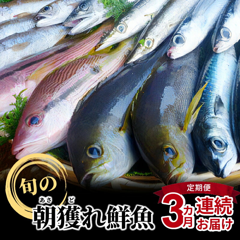 1位! 口コミ数「1件」評価「5」【着日指定】 定期便 3回 魚 魚介類 1.5kg ～ 2kg 旬 鮮魚 海水シャーベット 海鮮 お刺身 煮物 焼き魚 冷蔵 特産品 新鮮 ･･･ 