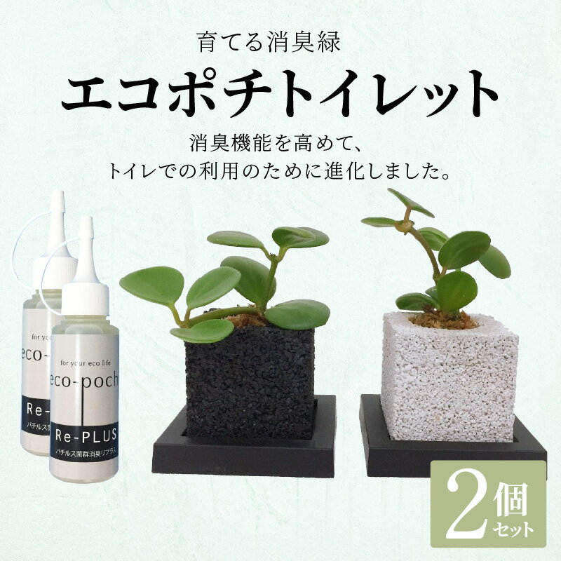 【ふるさと納税】観葉植物 ペペロミア ペペロミアプテオラータ ペペロミアアングラータ 2個 セット 消臭 グリーン エコポチ トイレット ギフト インテリア お洒落