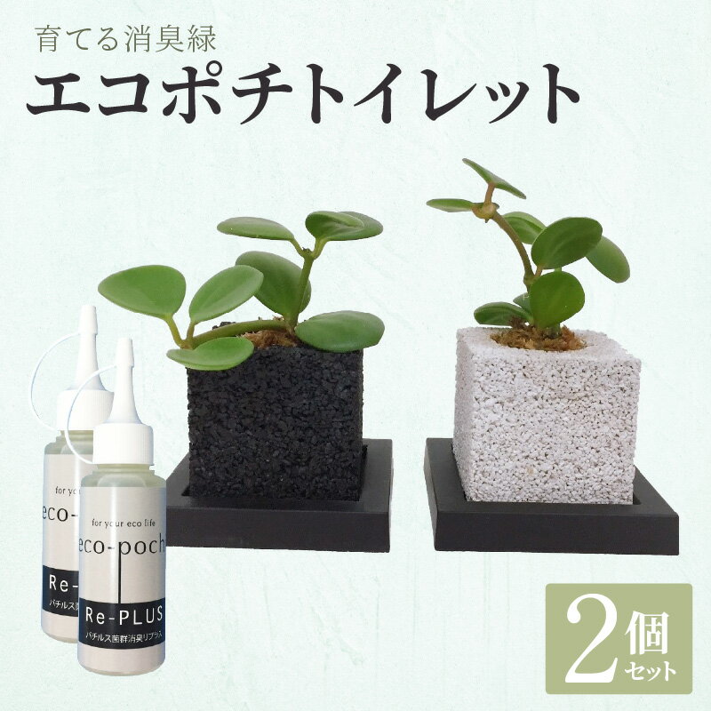 【ふるさと納税】観葉植物 ペペロミア ペペロミアプテオラータ ペペロミアアングラータ 2個 セット 消...