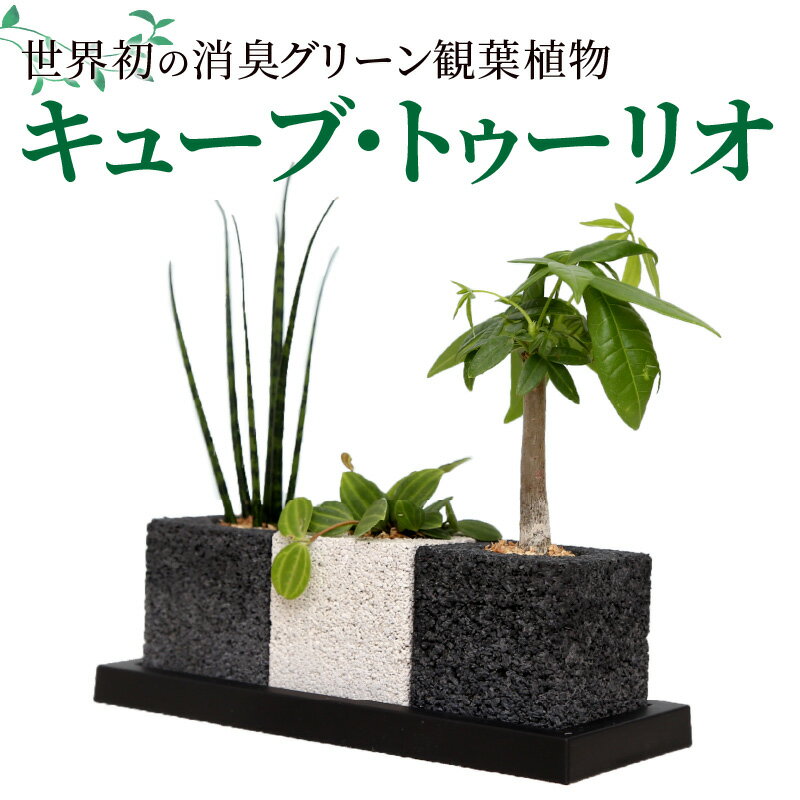 【ふるさと納税】 観葉植物 インテリア キューブ トゥーリオ 世界初 消臭グリーン パキラ サンスベリ...