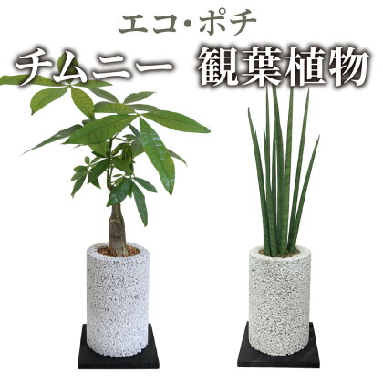 観葉植物 パキラ サンスベリア 消臭グリーン エコ ポチチムニー ハイブリッド消臭 インテリア お洒落 癒し 植物ポット 消臭 分解 土を使わない 国産の自然素材 シンプル さまざまなシーンに 熊本 天草 送料無料