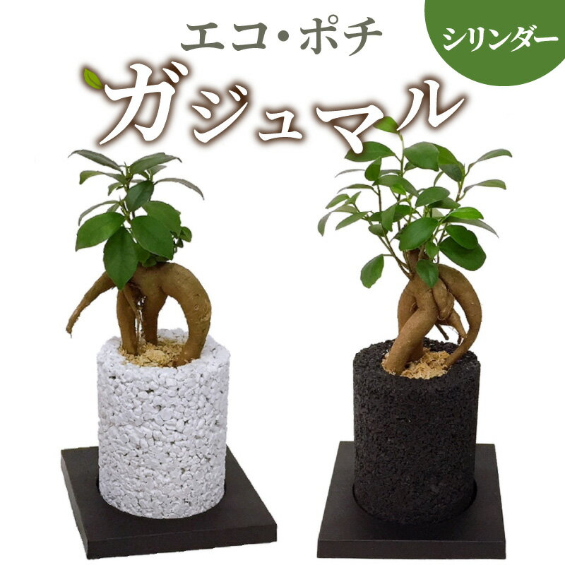 ガジュマル 【ふるさと納税】観葉植物 ガジュマル 消臭グリーン ご多幸の木 シリンダー インテリア ハイブリッド消臭 お洒落 癒し 植物ポット 消臭 分解 竹炭 インテリアグリーン 土を使わない 国産の自然素材 シンプル さまざまなシーンに 熊本 天草 送料無料