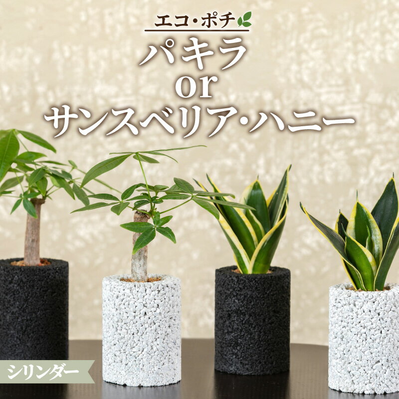 41位! 口コミ数「4件」評価「2.75」観葉植物 パキラ サンスベリア ハニー 消臭 グリーン 発財樹 エコポチ シリンダー ハイブリッド ギフト お洒落