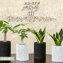 【ふるさと納税】観葉植物 パキラ 